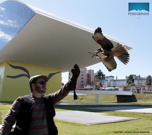 resize-500x443_peregrinus-renan